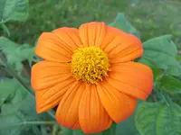 Blumen 034.webp