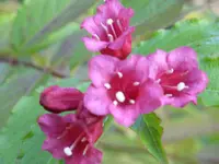 Blumen 036.webp