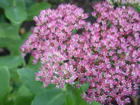 Blumen 038.webp