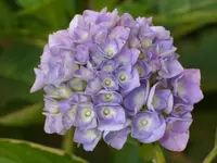 Blumen 044.webp