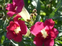 Blumen 045.webp