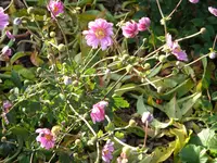 Blumen 048.webp
