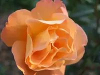 Blumen 049.webp