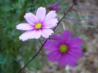 Blumen 041.webp