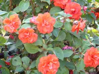 Blumen 042.webp