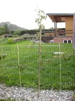 Baumkrankheiten 002_k.webp