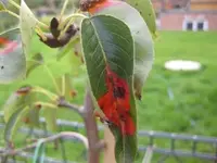 Baumkrankheiten 004_K.webp