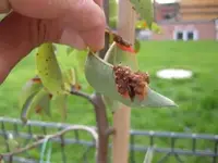 Baumkrankheiten 005_K.webp