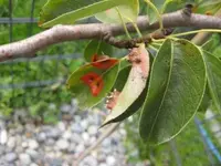 Baumkrankheiten 006_K.webp