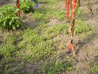 Garten 09.09 075.webp