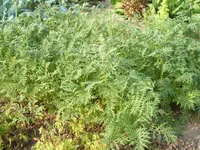 Garten 09.09 076.webp