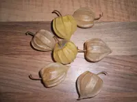 Garten 09.09 077.webp