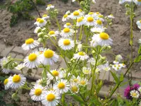 Garten 09.09 074.webp