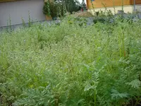 phacelia feld.webp