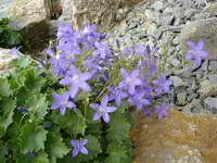 Polsterglockenblume.webp
