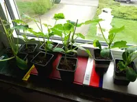 IMG_20180410_145752.webp