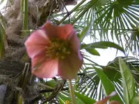 P1020310.webp