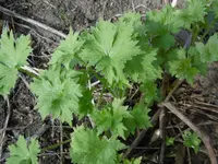 P1020306Rittersporn.webp