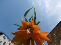 P1020302Kaiserkrone.jpg