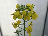 c059.webp