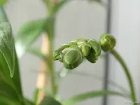 c060.webp