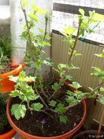 c063.webp