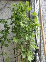 c065.webp