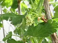 c066.webp