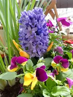 c069.webp