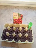 Aussaat Tomate Resi 29.3.18.webp