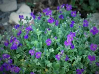 Blaukissen.webp