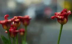 _MG_2268.webp