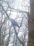 Bussard.jpg
