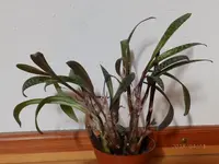 P4110009.webp