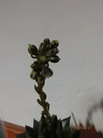 P4110031.webp