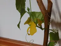 P4110033.webp