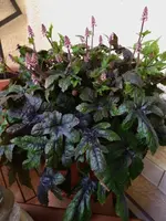 P1030480.webp