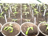 o+g zebra-black cherry-banana legs.webp