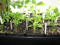 paprika+melanzani.webp