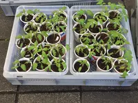 Tomaten-5.jpg