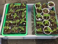 Tomaten-3.jpg