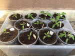 Tomaten-4.gif