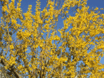 Forsythie.gif