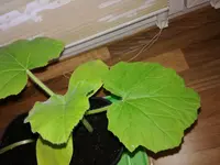 IMG_20180412_070202.webp