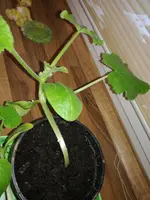 IMG_20180412_070207.webp