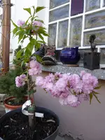 P1050410.webp
