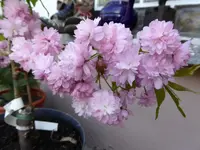 P1050411.JPG