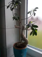 Bonsai.webp