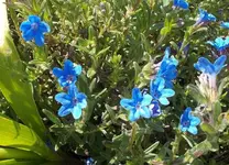 Blaustern.webp