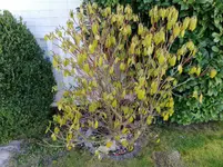 20180406 Rhododendron 1v2.jpg
